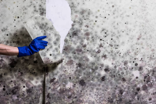 Best Residential Mold Remediation in Greenwood, MO