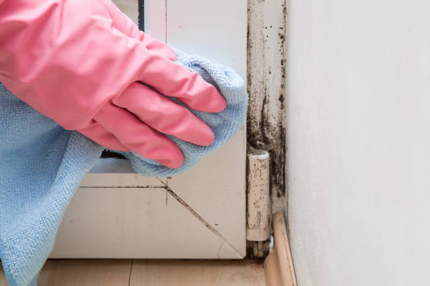 Best DIY Mold Remediation Support Services in Greenwood, MO